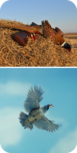 photos of pheasant and partridge