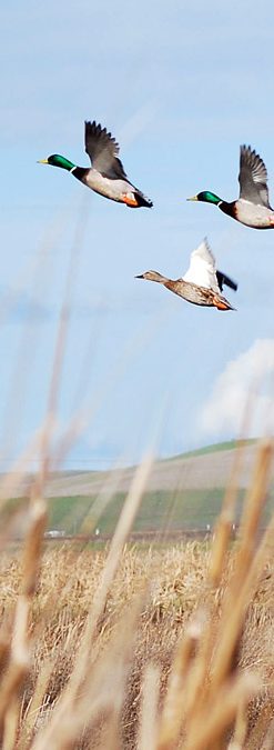 Mallard Duck Hunting • M&M Hunting & Sporting Clays