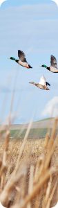 photo of mallard ducks in flight