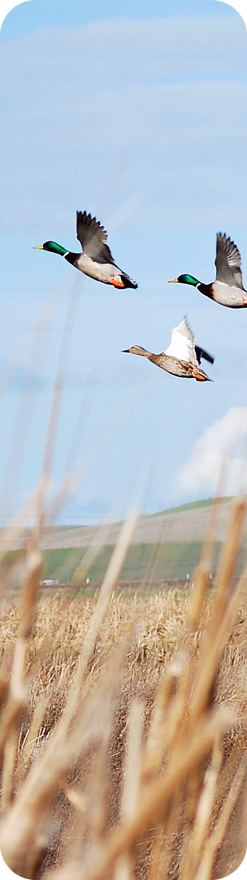 photo of mallard ducks flying over marsh