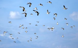 hundreds of mallard ducks flying