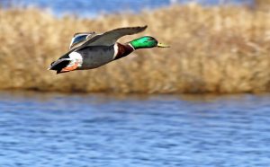 a mallard duck flying over a marsh