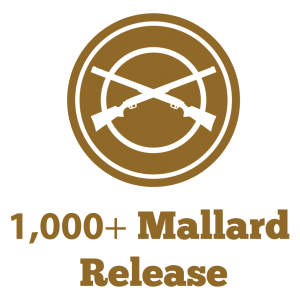 M&M 1000+ Mallard Release icon