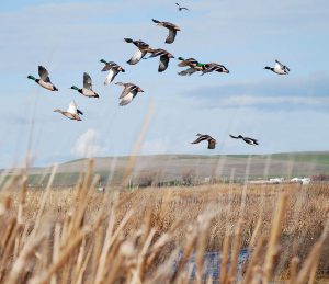 Mallard Ducks in Flight over marsh