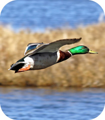 a mallard duck in flight over a marsh